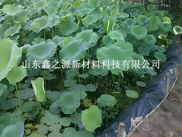鋪設魚蝦養(yǎng)殖防滲膜，對養(yǎng)殖效率有這些關鍵影響